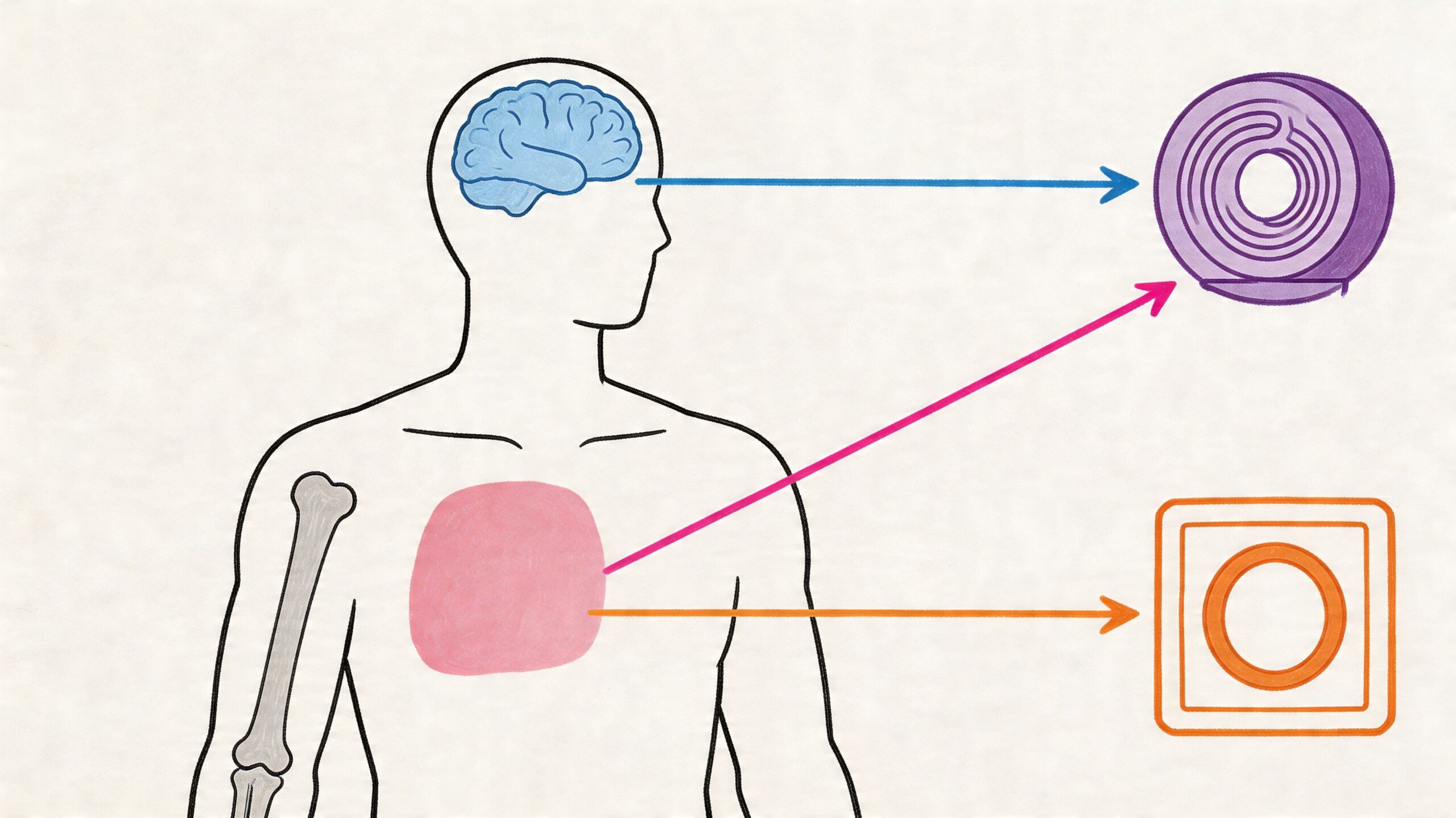 TAC y resonancia: Guía para estudiantes en España 3 Representación esquemática de la anatomía humana conectada con iconos de tomografía computarizada y resonancia magnética.