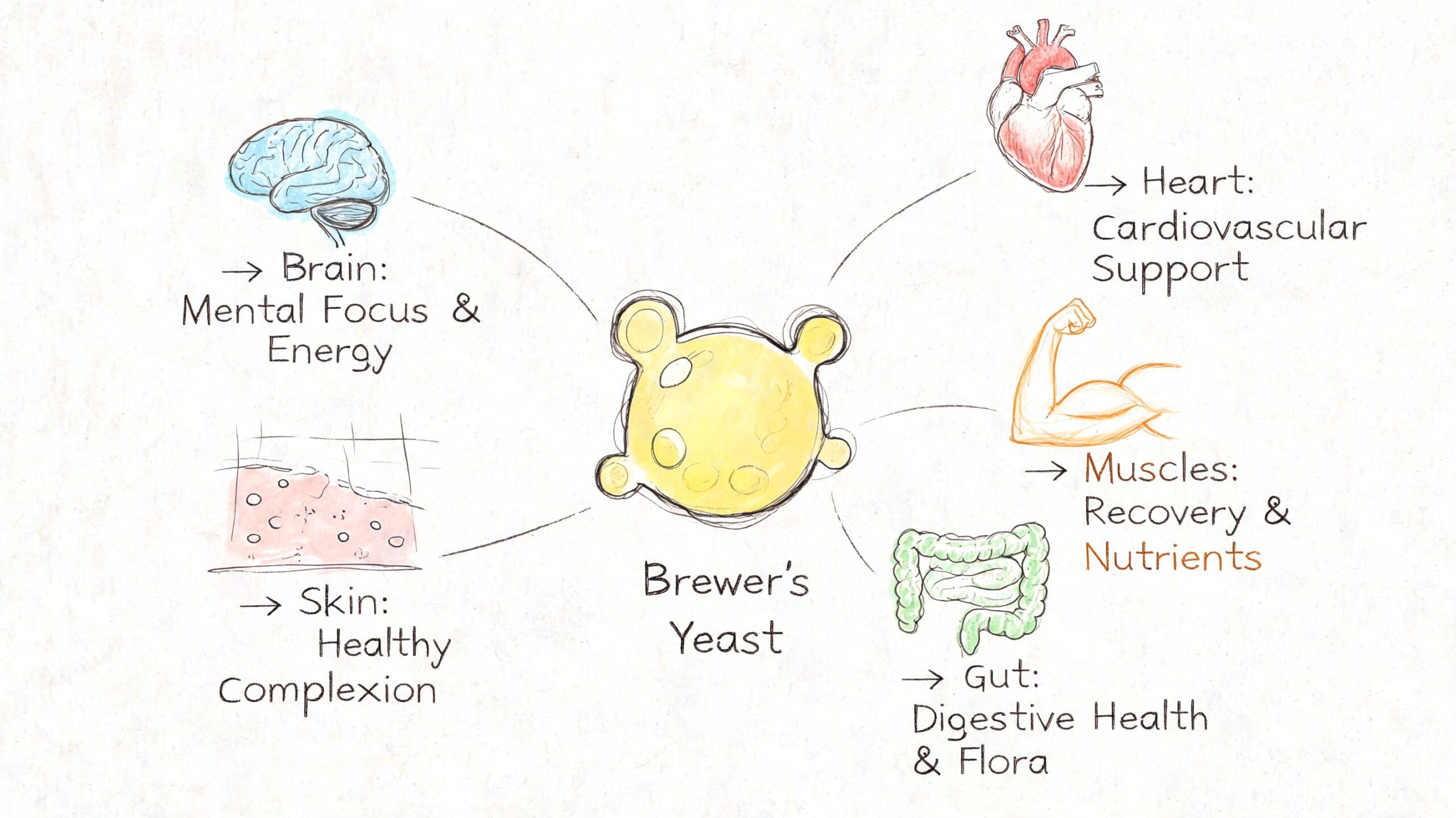Beneficios levadura de cerveza: Usos, nutrición y dosis 3 Diagrama que ilustra los beneficios de la levadura de cerveza para el cerebro, corazón, músculos, piel y digestión.