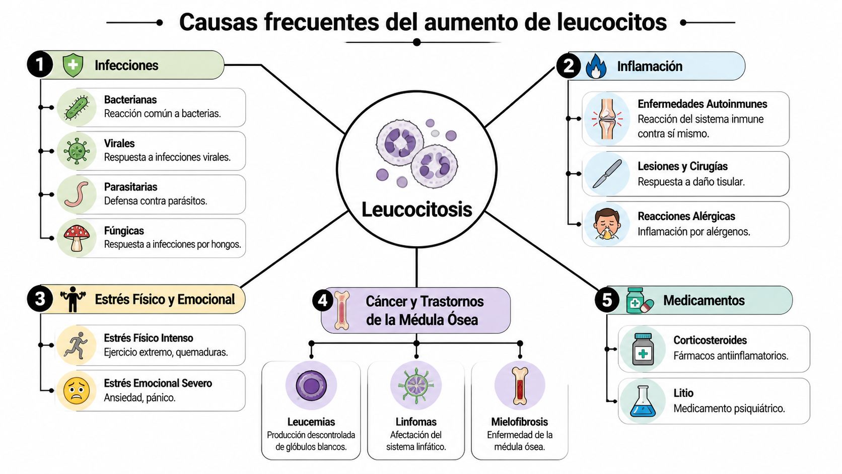 Leucocitosis en sangre: Guía para estudiantes en España 1 Infografía sobre las causas frecuentes de la leucocitosis, incluyendo infecciones, inflamación, estrés, trastornos óseos y medicamentos.