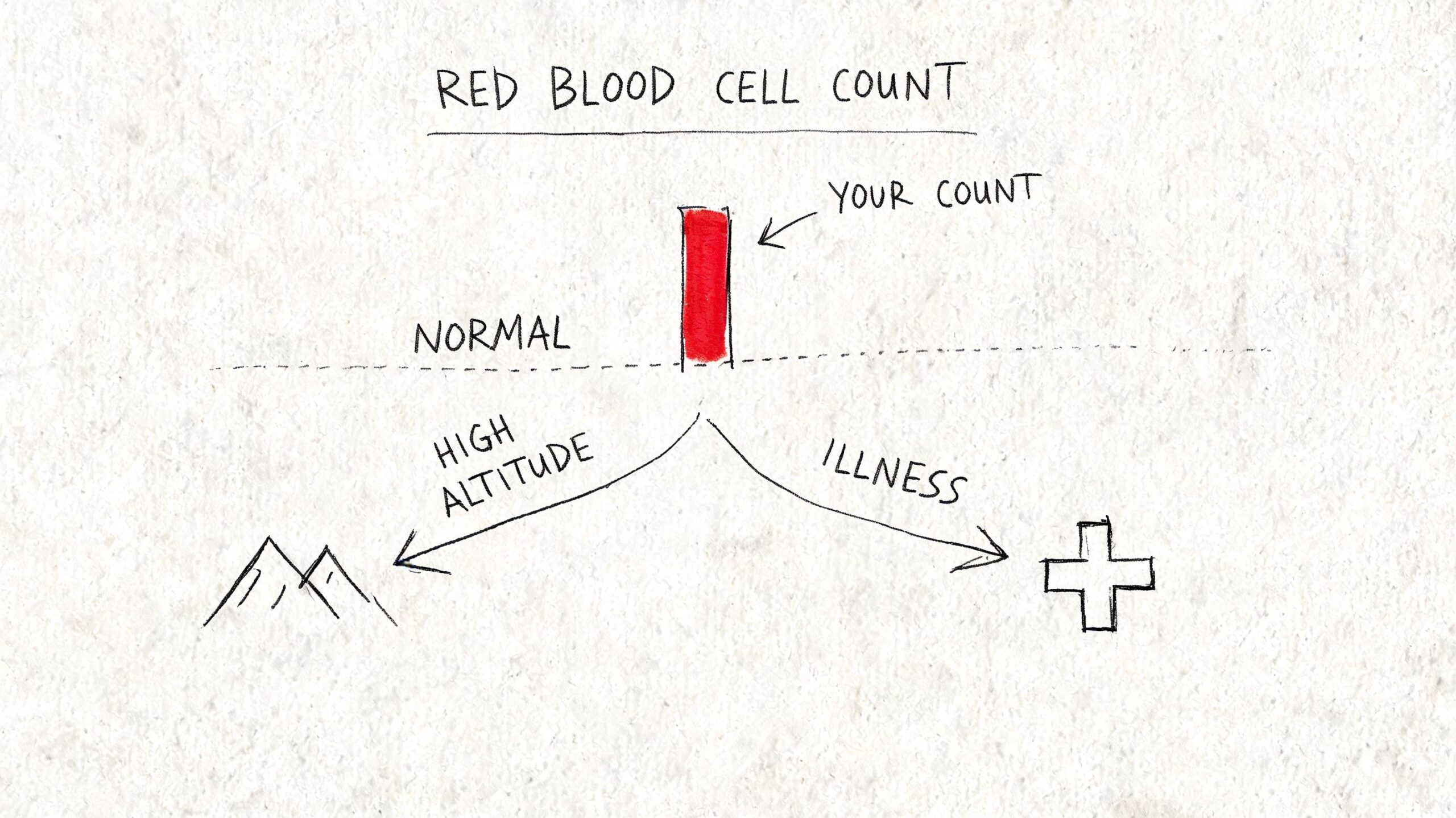 Hematies en sangre: interpreta tu analítica 2 Diagrama que muestra un conteo alto de glóbulos rojos, relacionado con altitud elevada o condiciones de enfermedad.