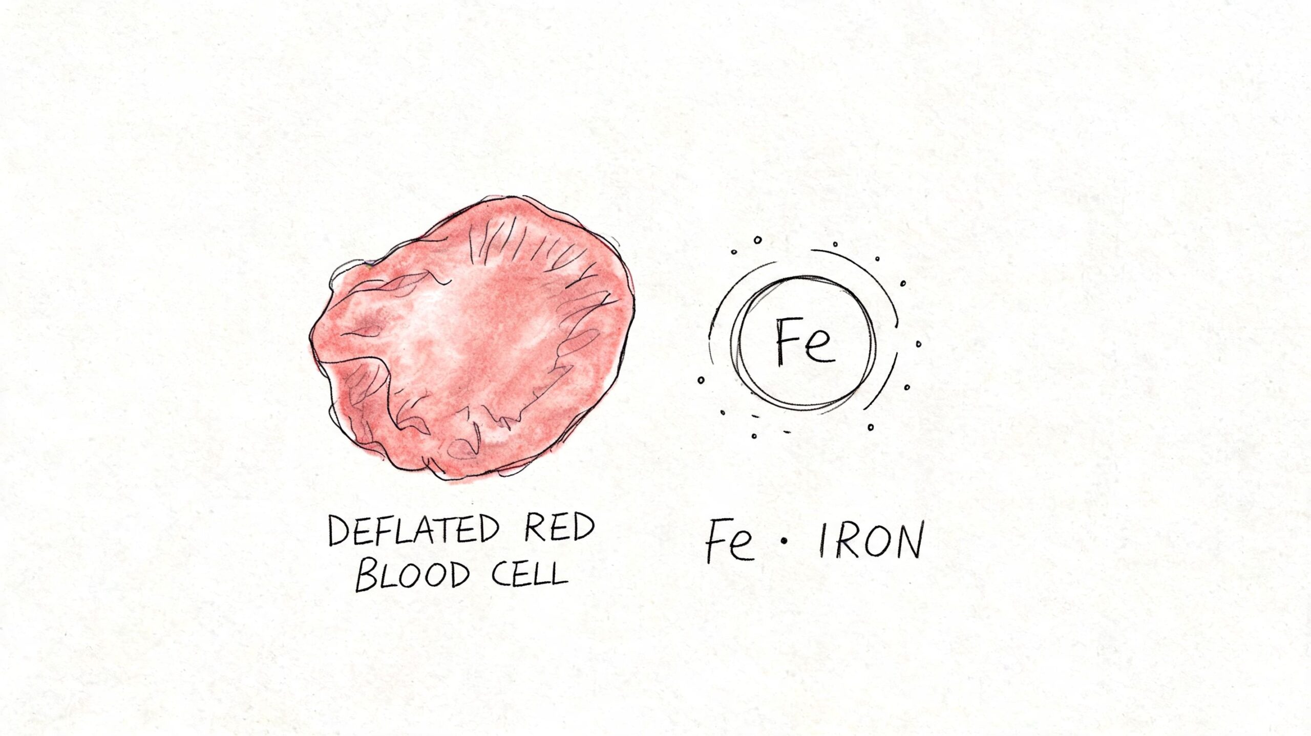 Hematies en sangre: interpreta tu analítica 3 Ilustración de un glóbulo rojo desinflado junto al símbolo químico del hierro Fe, representando deficiencia de hierro.